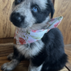 Foxy – Panda Female GSD with blue eyes
